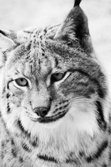 brown lynx face close up view wild cat furry