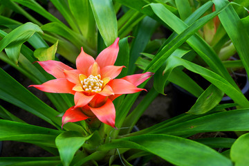 tropical flower