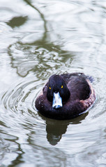 brown duck swinning on water lake pond