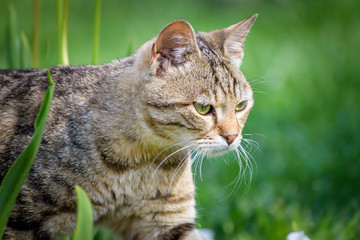 cat on the grass