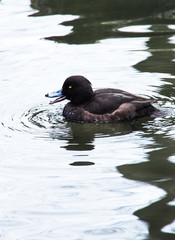 brown duck swinning on water lake pond quaking