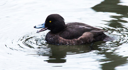 brown duck swinning on water lake pond quaking