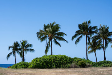 Fototapeta na wymiar Palms with blue sky in seaside Oahu Hawaii 