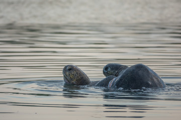 Fototapeta premium Mating sea turtles, Caleta Tortuga Negra (Black Turtle Cove), Santa Cruz Island, Galapagos Islands, Ecuador