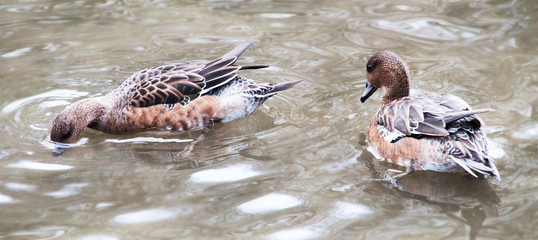 two brown ducks with brown feathers swimming on water lake pond