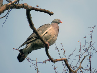 The bird is wood pigeon