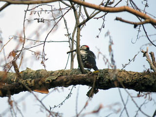 Woodpecker on an old branch