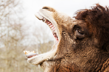 brown furry camel close up view yawing open mouth showing teeth