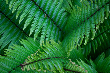 fern