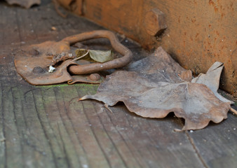 still life, wood board covered with mould with rusty handle and dry leaves