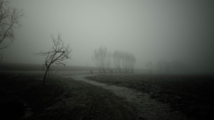 Campo con nebbia a Padova PD