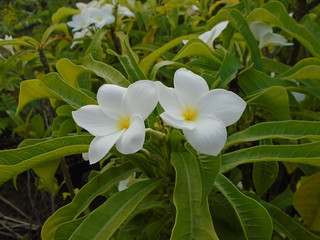 white flowers in garden