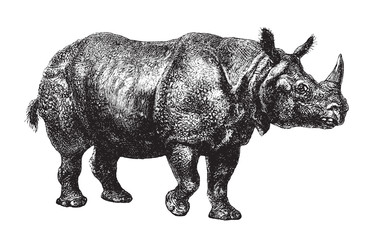 Indian rhinoceros (Rhinoceros unicornis) / vintage illustration from Brockhaus Konversations-Lexikon 1908