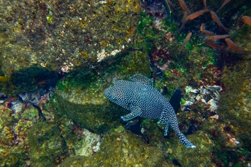 Puffer fish, Santiago Island, Galapagos Islands, Ecuador