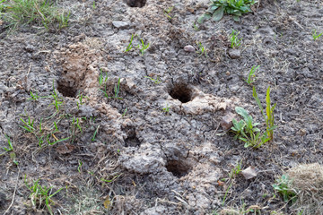 Burrows of mice in the ground.Focus in blur.Сoncept of harm of rodents for garden plantings,winterizing of house.