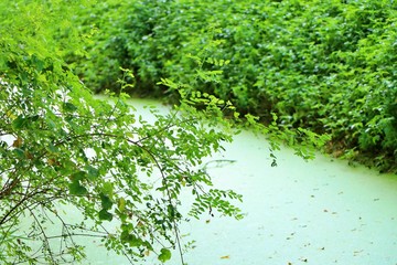 Naklejka premium Green leaves over and beyond a green-silver stream.