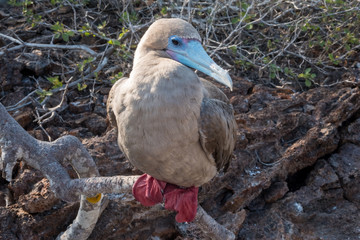 Red-footed booby, Genovesa Island, Galapagos Islands, Ecuador