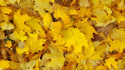 Bright yellow autumn background from fallen leaves of maple
