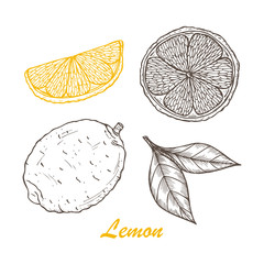 Vector Fruits. Hand drawn Lemons