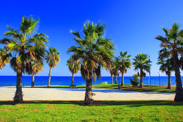 Palmtrees on the sea shore in Spain on the Costa Blanca, Alicante