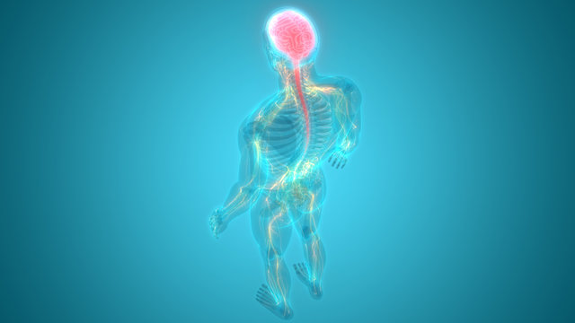 Central Organ of Human Nervous System Brain Anatomy