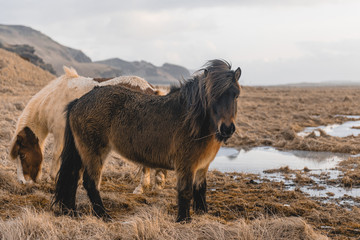 Icelandic horses on a field in winter. Horses graze and eat grass on the field.