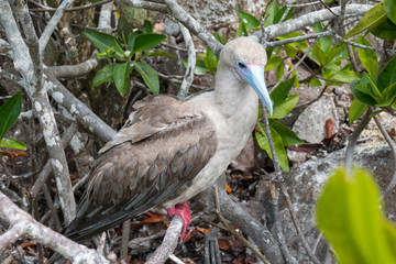 Red-footed booby, Genovesa Island, Galapagos Islands, Ecuador