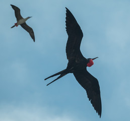 Male frigate bird with its bright red throat pouch fully puffed in hope of attracting a female,...