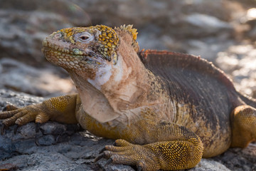 Land iguanas on Plaza Sur Island, Galapagos Islands, Ecuador