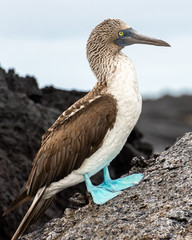 A solitary blue-footed booby in the Galapagos Islands