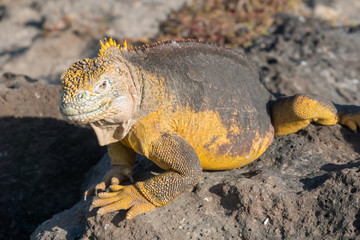 Land iguanas on Plaza Sur Island, Galapagos Islands, Ecuador