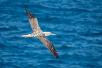 Blue-footed booby, Plaza Sur Island, Galapagos Islands, Ecuador