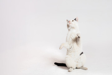 The cat stands on its hind legs and looks up. Yellow cat eyes. Funny cat on a white background.