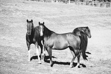 Small herd of mare horses in black and white on farm.