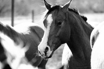 Bay quarter horse closeup within herd in black and white.