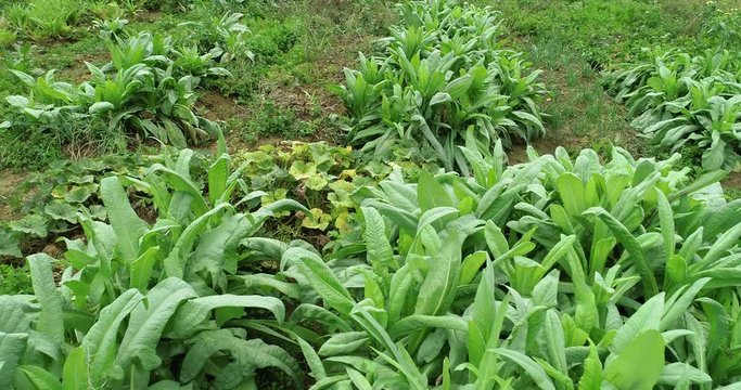 Aerial view of green asparagus lettuce growing at vegetable garden  