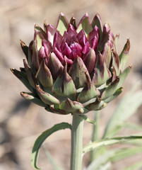 Fototapeta premium big flower of ripe artichoke ready for harvesting in summer