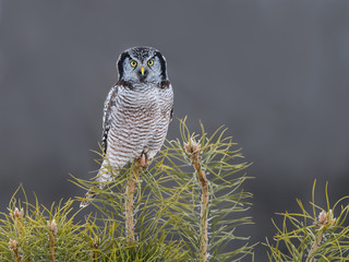 Northern Hawk Owl Perched on top of Pine Tree, Portrait on Gray Background