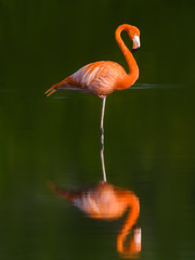 American flamingo with Reflection Resting and Foraging on the Lagoon on Green Background