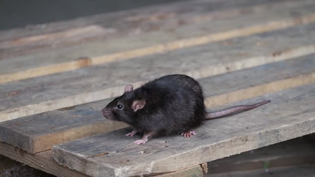 Eine wilde Wanderratte, Rattus norvegicus, sitzt auf einer Palette in einem Schuppen, mehrere Einstellungen