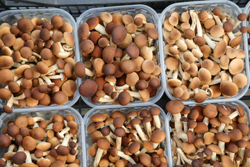 many baskets of freshly picked mushrooms for sale in the grocery
