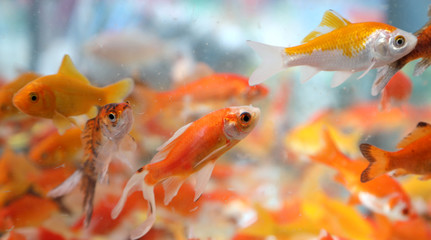 fishes called Golden fishes  swimming in the pet store aquarium