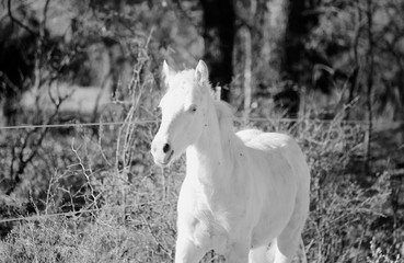 Fototapeta na wymiar Young white horse running through rustic winter landsacpe