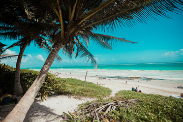 Fototapeta na wymiar Palmera y vista al mar caribe. playa. 