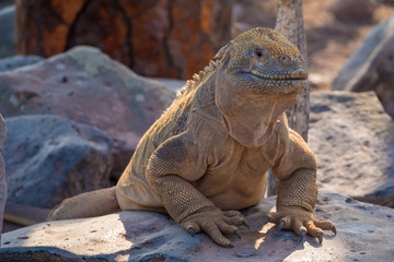 Land iguana on a beach rock, Santa Fe Island, Galapagos Islands, Ecuador