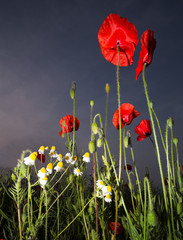 Poppies lit up against a dark sky