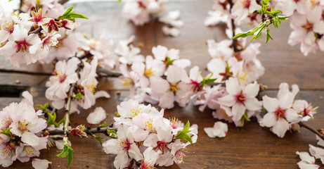 Obraz na płótnie Canvas Almond blossoms on wooden background, closeup view