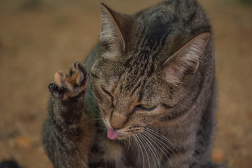 Gray cat licking its paw