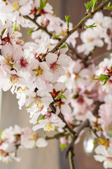 Fototapeta na wymiar Almond flowers on blur background, closeup view