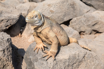 Land iguana on a beach rock, Santa Fe Island, Galapagos Islands, Ecuador